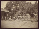 Walnut pickers, Goleta