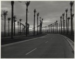 [Road lined with palm trees, San Bernardino]