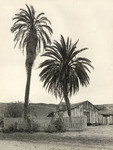 Old date palms, San Diego