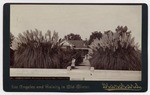 Pampas Grass, Residence of Horace Bell, Figueroa St. 62.