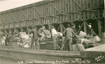 Chinese fishermen returning from Alaska. San Francisco Cal., 228