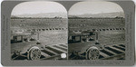 Oranges 2. Orange grove of one year old trees; R. R. at hand for shipping facilities. Lindsay, Calif