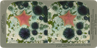Anemones, sea-urchins and a star-fish viewed beneath the water. The anemones are disturbed and have drawn in their tentacles, A 593.2