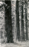 "The Old Guard," four perfect trees