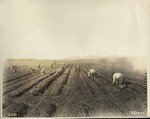 Workers planting field