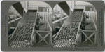 Oranges 11. Washing oranges in "Stamm washer" in modern citrus fruit packing house. Lamanda Park, Calif., 45