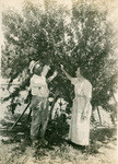 Mr. and Mrs. John Matushak in their orchard at Rio Linda - July 1920. Eight acres of orchard and 2000 laying hens. The Matushaks are from Frederic, Wis