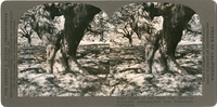 Trunk of the Black Oak (Quercus Kelloggii) photographed near Sebastopol, California, S 255