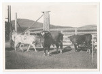 [Ranching at Rancho Santa Anita in 1895] (6 views)