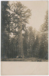 [Grizzly Giant, Mariposa Grove, Yosemite National Park]