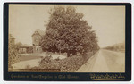 Orange Trees on Ellis Avenue, near Figueroa St. 42.