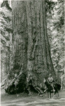 [Grizzly Giant, Mariposa Grove]