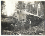 Scene in sequoia woods near Gen. Grant Park