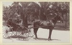 [Horse-drawn carriage in St. James Park]