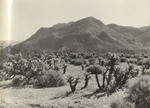 Desert Cactus