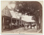 Pack mules in Downieville