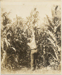 [Corn field]