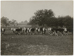 Cattle, Cone Ranch, 10897