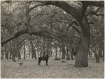 Cone oak grove, Cone Ranch near Red Bluff, 10884