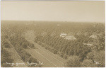 Orange groves, Lindsay, Cal., # 32