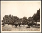 A herd of dairy cows on the Greenwood Ranch, 1 mile north of Orland