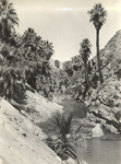 Palm Canyon (4 views)