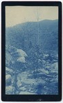 Scenes in Vassar Canyon, Los Angeles County, copies 1-2