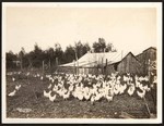 Macy's chicken ranch of east Orland