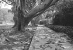 [Trees along Vermont Canyon Road]