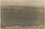 Orange groves Lindsay, Cal