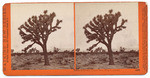 Yucca Draconis, Paper Tree, Mojave Desert. 4302.