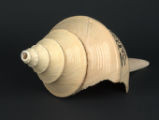 Conch shell trumpet (Quiquiztli)