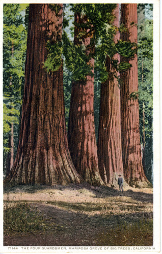 Postcard, The Four Guardsmen, Mariposa Grove of Big Trees, California