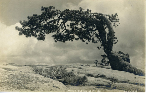 Postcard, Wind Blown Sentinel