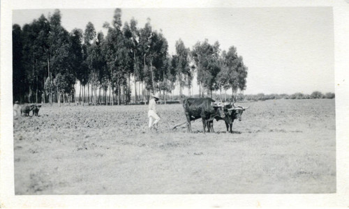 Photograph, plowing a field