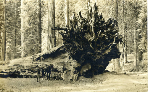 Postcard, Fallen Giant