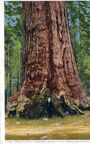 Postcard, Grizzly Giant, Mariposa Grove of Big Trees, California