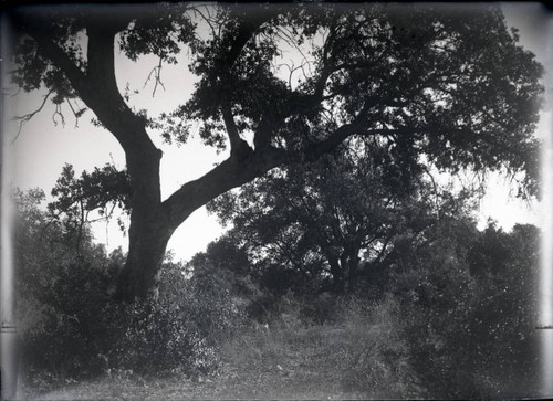 Trees in the Wash, Pomona College