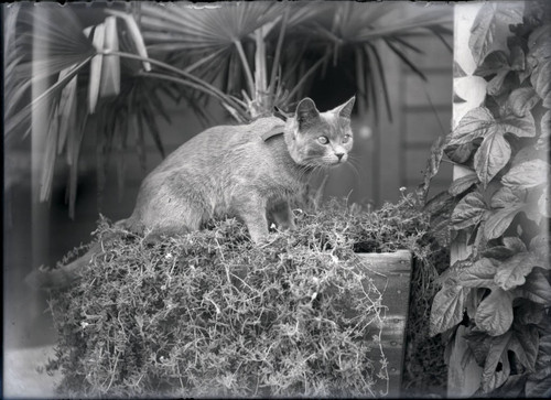 Cat in planter