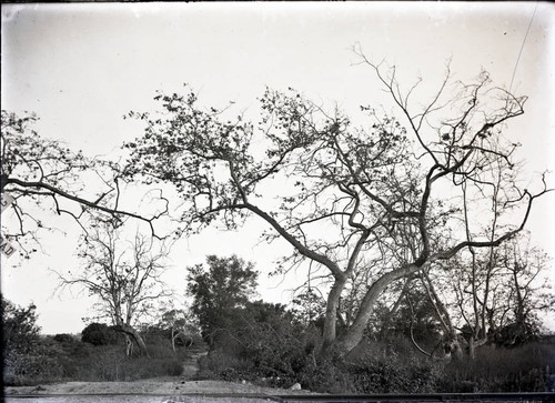 Trees in the Wash, Pomona College