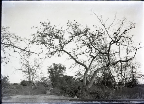 Trees in the Wash, Pomona College