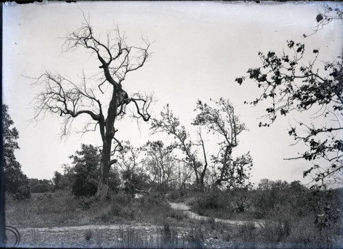 Trees in the Wash, Pomona College