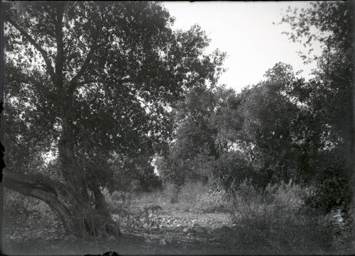 Trees in the Wash, Pomona College