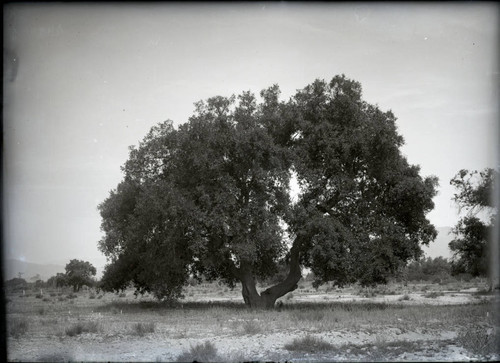 Trees in cemetery, Claremont