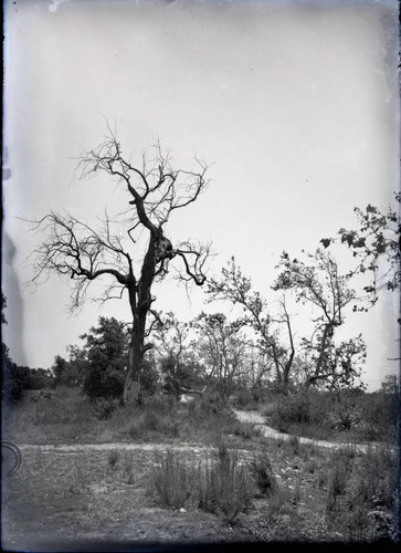 Trees in the Wash, Pomona College