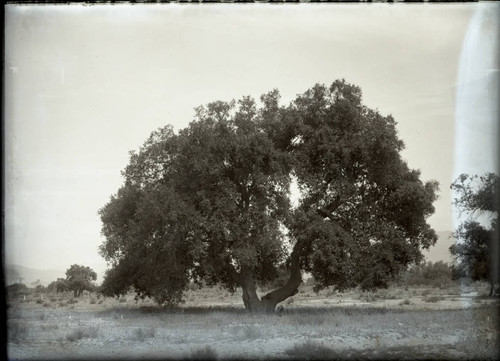 Trees in cemetery, Claremont