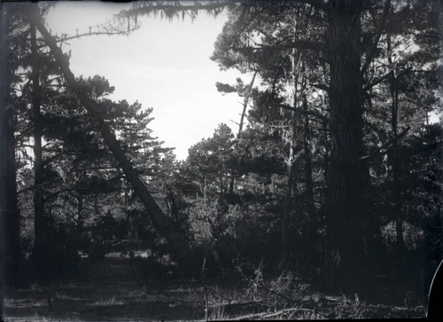 Trees in Pacific Grove