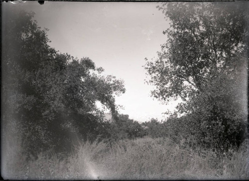 Trees in the Wash, Pomona College