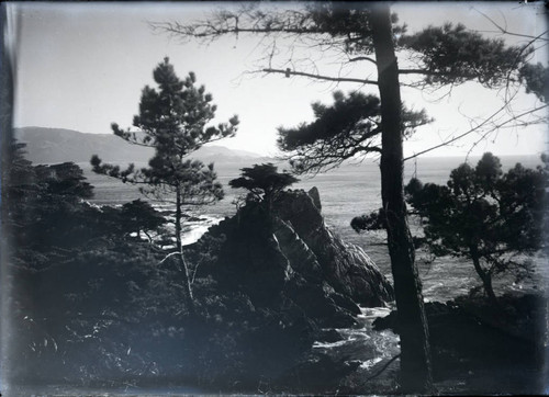 The Lone Cypress, Pebble Beach