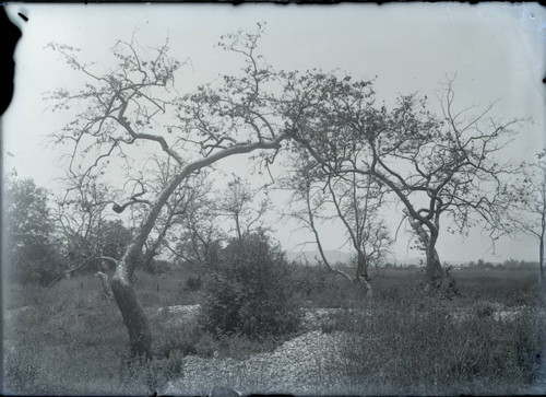 Trees in the Wash, Pomona College